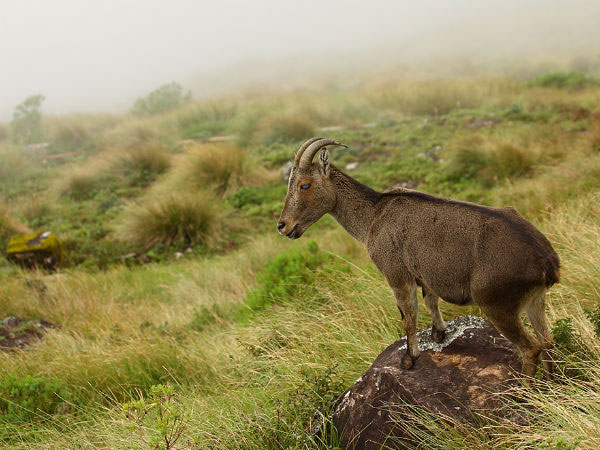 endangered species of wild animals,endangered species found in india,endangered species,asiatic lion,gir forest,sangai deer,loktak lake,lion tailed macaque,western ghats,kashmir stag,kashmir valley,nilgiri tahr,nilgiri hills