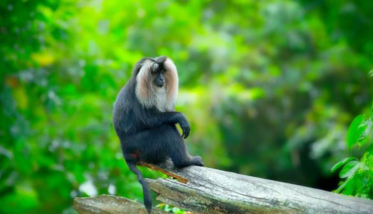 5 Endangered Species of Wild Animals Found in India