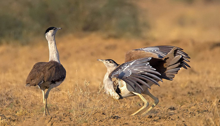endangered species of wild animals,endangered species found in india,endangered species,asiatic lion,gir forest,sangai deer,loktak lake,lion tailed macaque,western ghats,kashmir stag,kashmir valley,nilgiri tahr,nilgiri hills