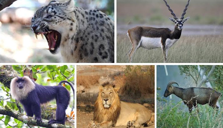 5 Endangered Species You Can Find Only In India