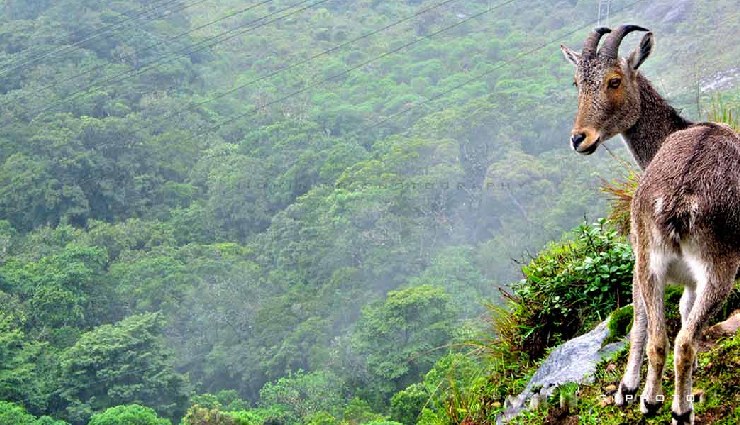नवंबर-दिसंबर में केरल के इन हिल स्टेशनों की यात्रा जरूर करें: ठंडी हवाओं और खूबसूरत दृश्यों का अनुभव kerala hill stations,november december kerala travel,kerala winter destinations,kerala scenic views,kerala cool weather,kerala hill stations winter,kerala travel guide,best hill stations kerala,winter trips kerala,kerala mountain destinations