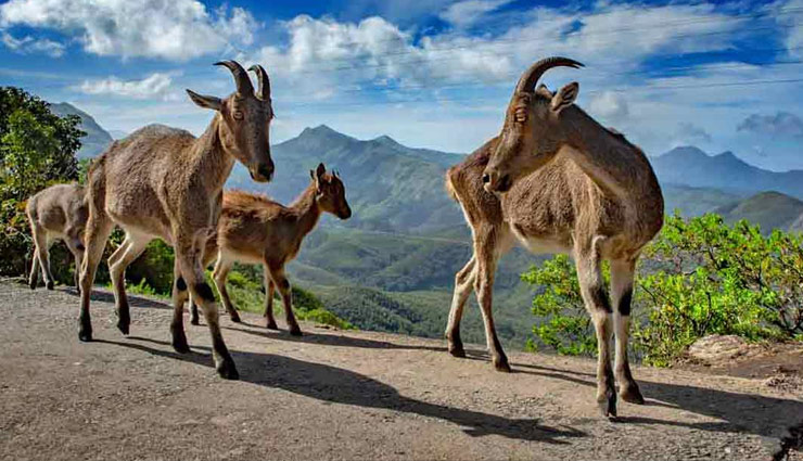 munnar tourist places,beautiful places in munnar,best places to visit in munnar,top attractions in munnar,munnar hill station,things to do in munnar,places to explore in munnar,munnar waterfalls,munnar trekking spots,munnar national parks,kerala hill stations