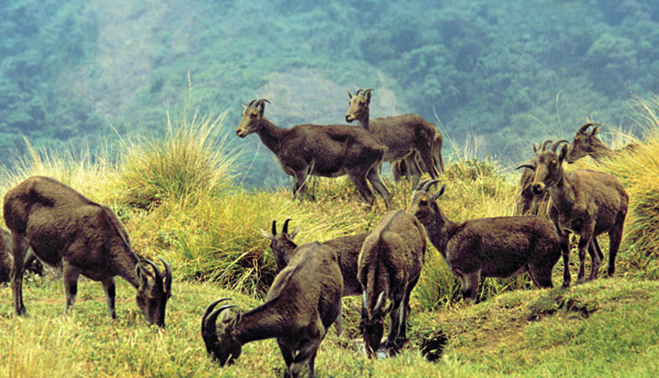  लुप्त प्राय प्राणी 'नीलगिरि ताहर' के लिए जाना जाता है इरविकुलम राष्ट्रीय उद्यान, जाने कुछ और बातें