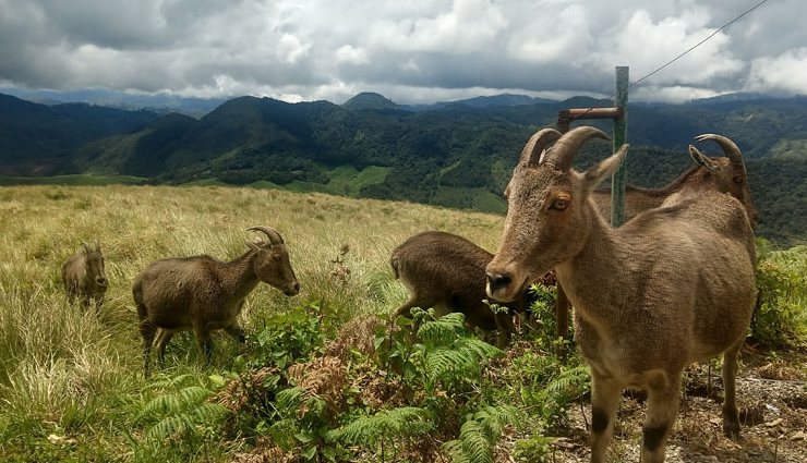 munnar,munnar tourism,tourist places in munnar,holidays in munnar,munnar travel