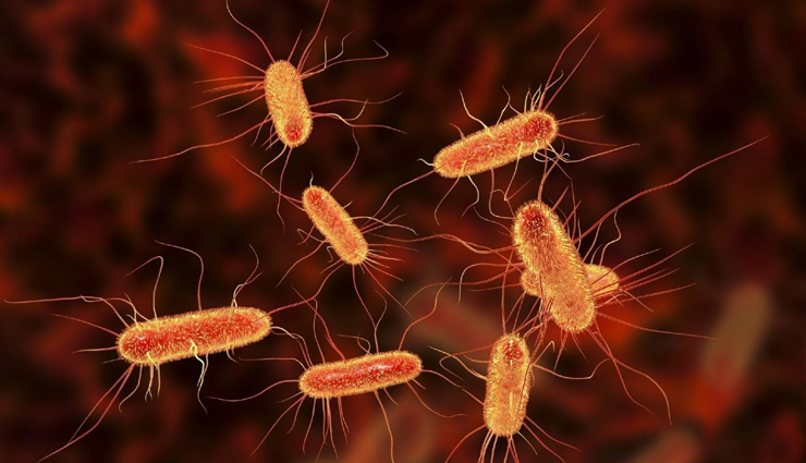 5 dangerous bacteria,bacteria,health news in hindi,list of dangerous bacteria,healthy living