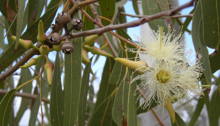 ayurvedic home remedies to reduce arthritis pain,Health,healthy living