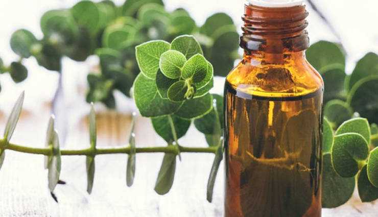 benefits of using eucalyptus oil,eucalyptus oil,eucalyptus oil for hair growth,hair care tips,beauty tips
