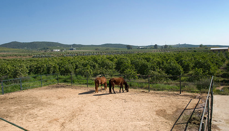 europe,couples things to do in europe,wander around the amalfi coast,italy,paraglide in france,wine tasting tour in valencia,spain,ranch life in seville