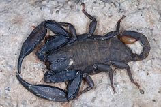 indian red scorpion,indian black scorpion,giant forest scorpion,fattail scorpion,euscorpiops asthenurus,dangerous specious of scorpions,scorpions found in india,scorpions