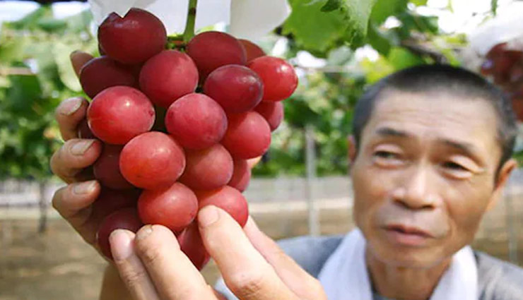 most expensive fruit,grapes,japan grapes,grape rubi roman,weird news
