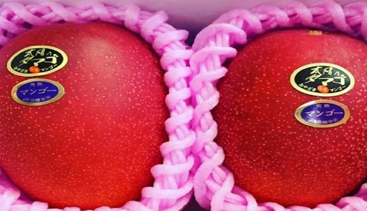 इन आमों को खरीदकर खाने की जगह करेगा सजाने का मन, कीमत जान उड़ जाएंगे आपके होश weird news,weird mango,worlds most expensive mango,taiyo no tamago