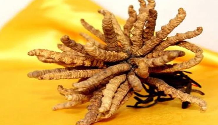 10 लाख रुपये किलो में बिकता हैं दुनिया का सबसे महंगा यह कीड़ा