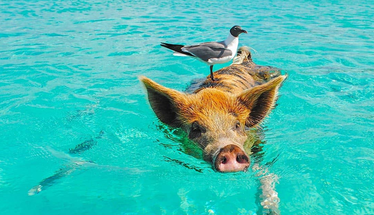 places to visit in the bahamas,mesmerizing attractions in the bahamas,must-see destinations in the bahamas,top tourist spots in the bahamas,exploring the beauty of the bahamas,unforgettable places in the bahamas,hidden gems of the bahamas,bahamas travel highlights,discovering the bahamas enchanting locations,experiencing the magic of the bahamas