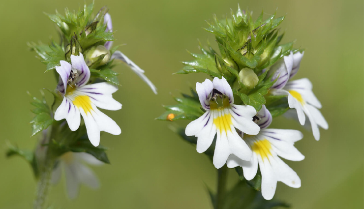 burning eyes,home remedies to treat burning eyes,burning eyes problem,tips to get rid of burning eyes,eyes care tips,eyes care,Health,Health tips