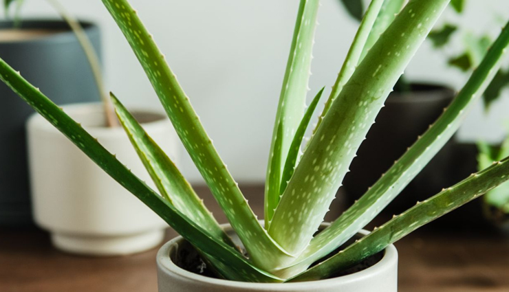 diy rice flour face packs,skin care tips,beauty tips