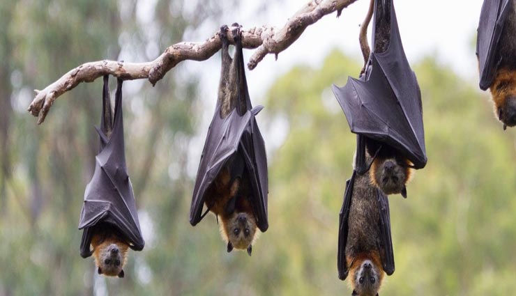 थाईलैंड़ में पाया जाता है सबसे छोटा चमगादड़, वजन मात्र 2.5 ग्राम, जानें इनसे सम्बंधित रोचक तथ्य bats,interesting facts,interesting facts of bats,bats in nature