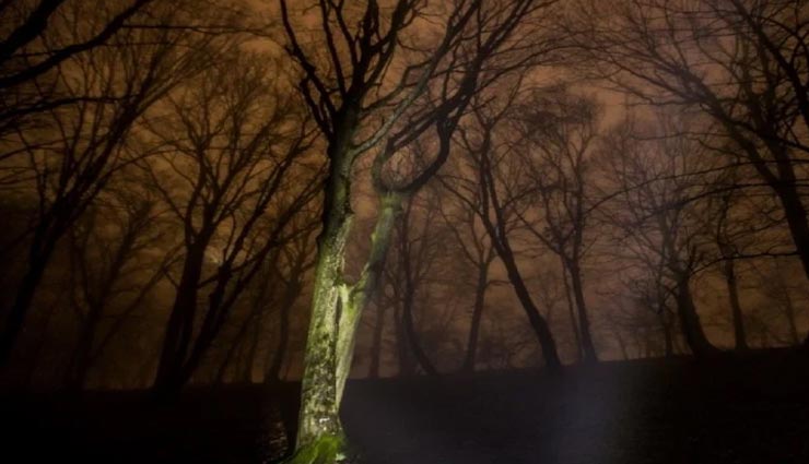 weird news,weird place,mysterious forest,hoia baciu transylvania