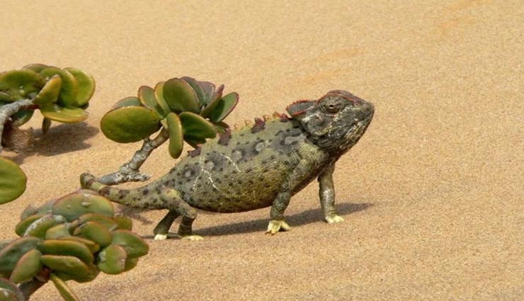 आखिर् क्यों और कैसे बदलते हैं गिरगिट अपना रंग?
weird news,weird facts,interesting facts,lizard changes color
