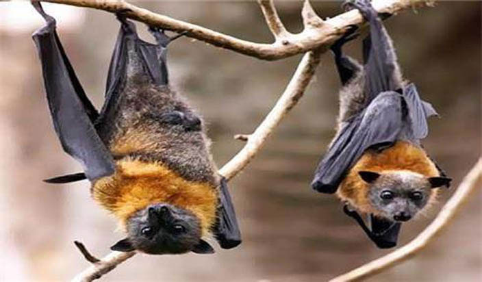 facts about bat