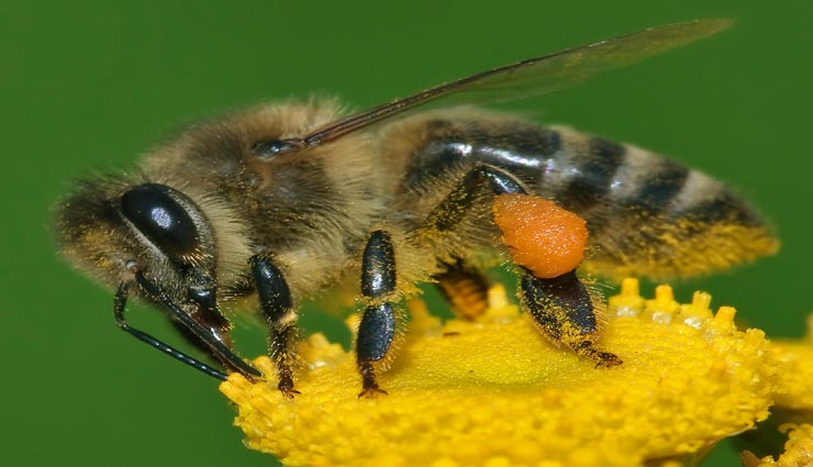 interesting facts,amazing facts,honey bee,facts related honey bee,interesting facts of honey bee,amazing facts of honey bee