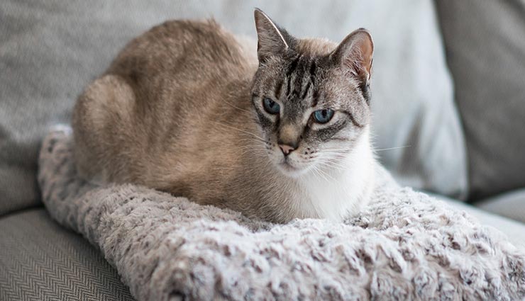 interesting facts,interesting facts in hindi,interesting facts of cats,amazing facts about cat