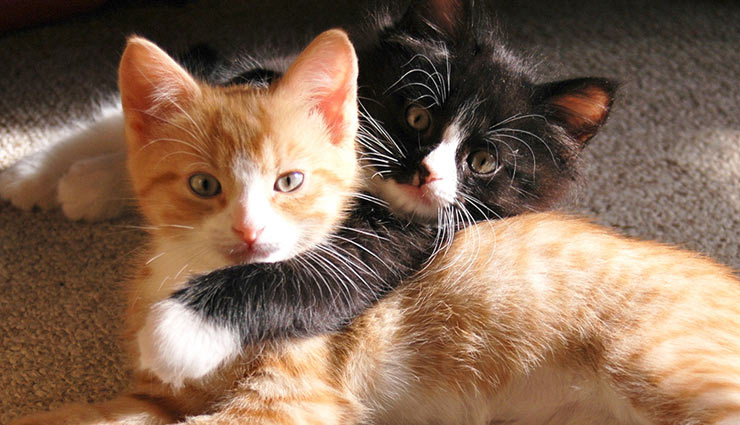 10 curious facts about cats,facts about cats,cats