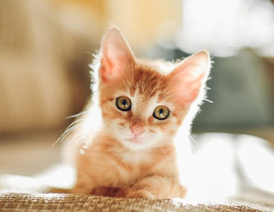 10 Curious Facts About Cats
