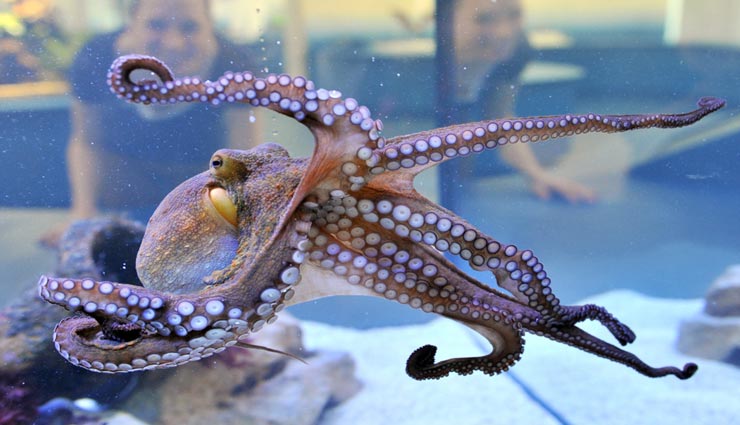 ऑक्टोपस की चमड़ी एक घंटे में बदलती है 170 से ज्यादा बार अपना रंग, जानें इस समुद्री जीव से जुड़ी रोचक जानकारियाँ
