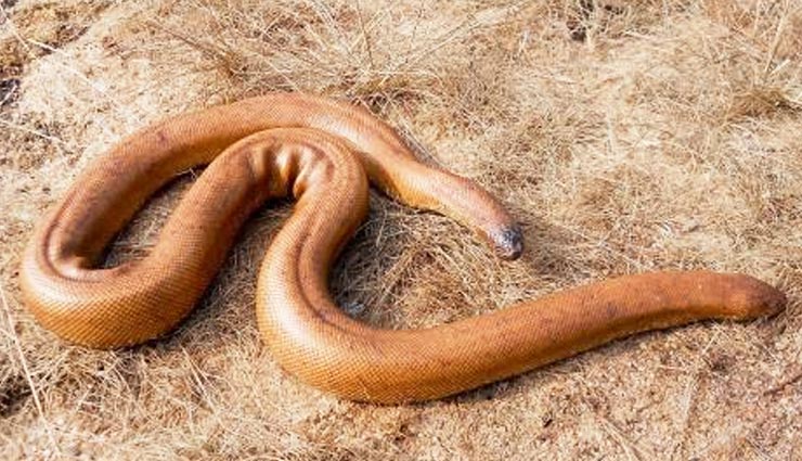 snake is sold for crores of money to increase intimacy power,red sand snake