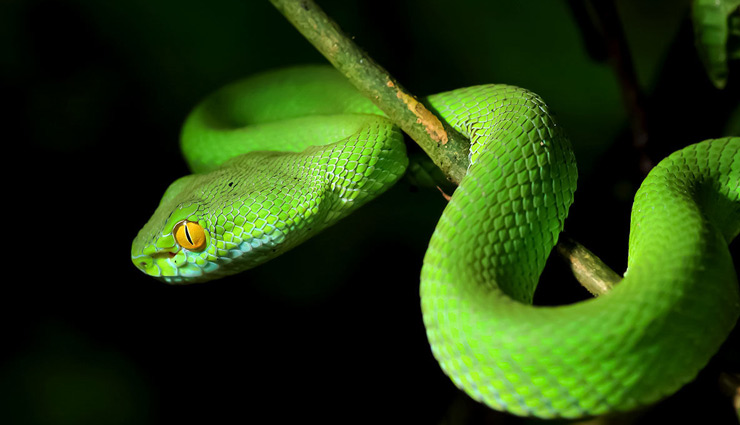 साँप किसी भी चीज को चबाकर नही खाते, जानें इनसे जुड़े ऐसे ही कुछ और रोचक तथ्य facts about snakes,weird facts