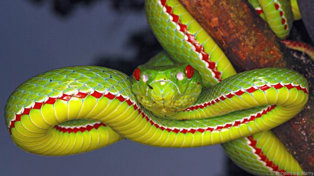 facts about snakes,weird facts ,रोचक तथ्य, सांप से जुड़ी बातें, अनसुनी बातें 