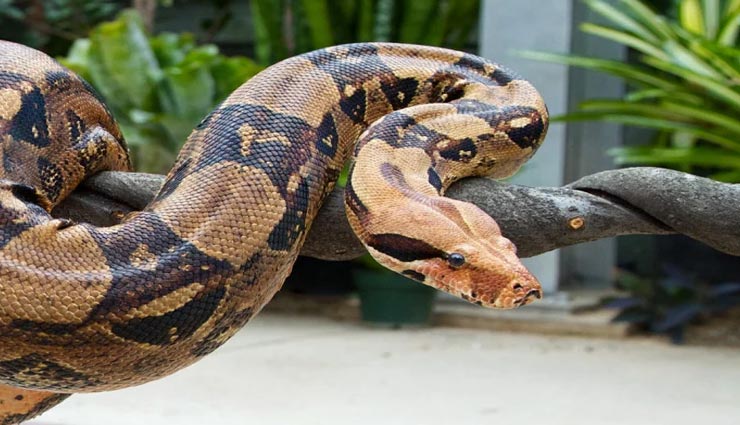 बिना संबंध बनाए ही बच्चे पैदा कर लेती हैं सांपों की ये प्रजाति, सच्चाई कर देगी हैरान