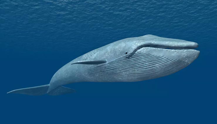 'ब्लू व्हेल' कभी नहीं ले पाती पानी में सांस, जानें इससे जुड़े अन्य कई रोचक तथ्य