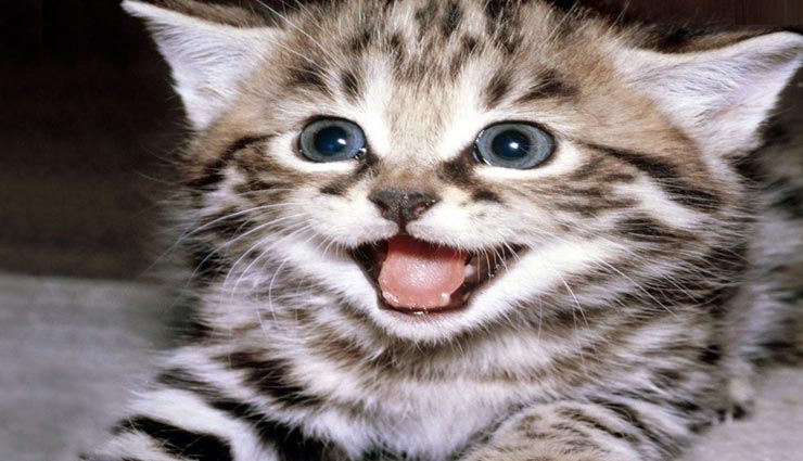 अंधेरे में चमकता है बिल्ली का पेशाब, जानें इससे जुड़े कई अन्य हैरान करने वाले रोचक तथ्य