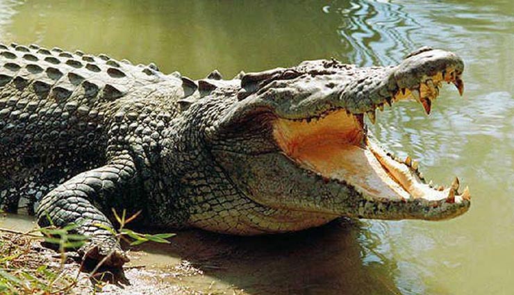 amazing facts,crocodile,amazing facts of crocodile,niel crocodile