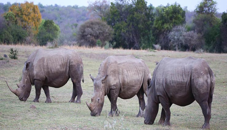 amazing facts,amazing facts of rhino,rhino facts,rhino