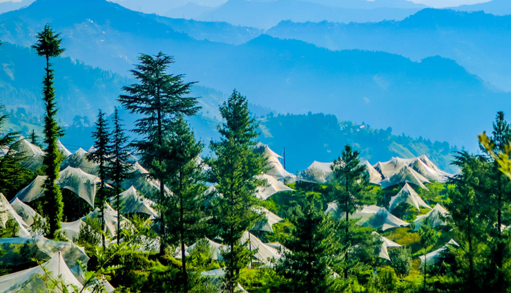 trekking near shimla,best trekking routes shimla,top trekking spots near shimla,jakhoo hill trek shimla,tara devi temple trek,naldehra trek shimla,kasauli trekking trails,fagu trek shimla,chadwick falls trek shimla,mashobra trek routes,churdhar trek details,kiala forest trek shimla,annandale trek shimla,trekking guide shimla,easy treks near shimla,adventure treks shimla,scenic treks shimla,family-friendly treks shimla,weekend trekking shimla,trekking destinations shimla,hiking trails near shimla,popular treks near shimla,trekking places himachal pradesh,trekking with kids shimla,shimla trekking experience,shimla nature treks,best trekking seasons shimla,high altitude treks shimla,short treks near shimla,long treks near shimla,shimla trekking adventure,trekking in shimla hills,shimla trek tips,himalayan treks near shimla,nature walks shimla,shimla trek difficulty levels,scenic hiking shimla,shimla trek routes map,trekking tours shimla,best views trekking shimla