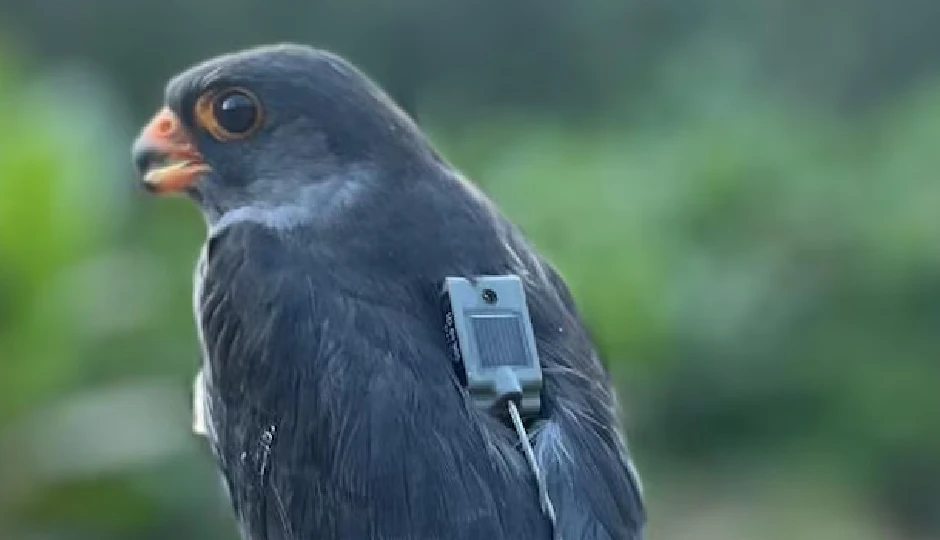 6 दिन, 8  घंटे और 6100 किमी की अविश्वसनीय उड़ान, छोटे से बाज की यह कहानी कर देगी हैरान