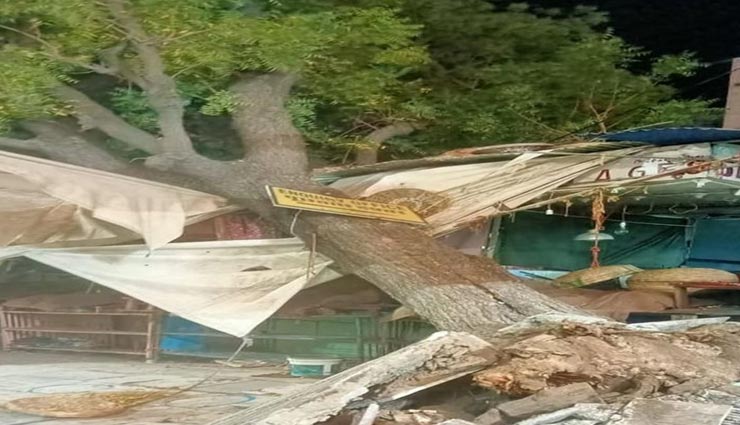 अजमेर दरगाह पर बड़ा हादसा होने से टला, अचानक गिरा बरसों पुराना नीम का पेड़