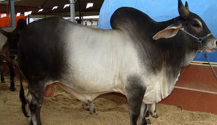 famous cow breeds,famous cow breeds in india,cow breeds,indian cow breeds,gir,gujarat,sahiwal,haryana,punjab,tharparkar,rajasthan,red sindhi,rathi