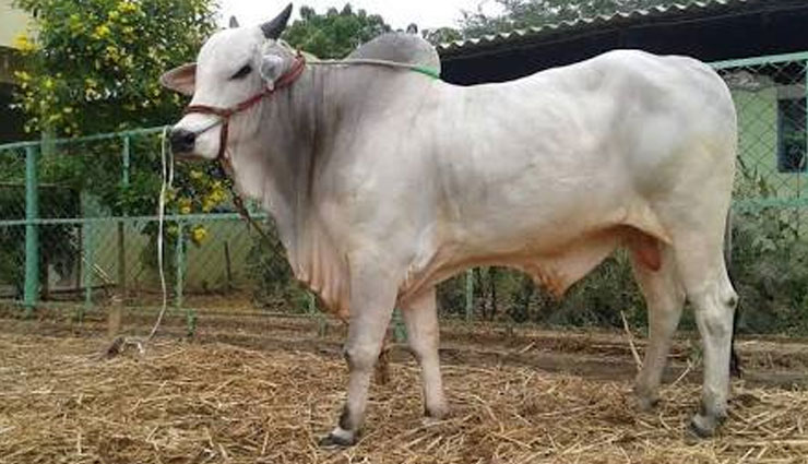 5 Most Famous Cow Breeds Found in India