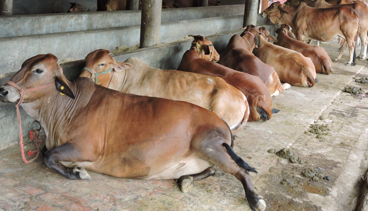 famous cow breeds,famous cow breeds in india,cow breeds,indian cow breeds,gir,gujarat,sahiwal,haryana,punjab,tharparkar,rajasthan,red sindhi,rathi