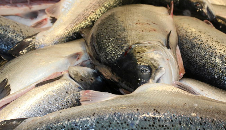 तुरंत छोड़ दें ये 10 चीजें खाना वरना सड़ जाएंगी आंतें, बनती है पेट के कैंसर की असली वजह colon cancer,foods causing colon cancer,colon cancer symptoms,colon cancer prevention tips,what is colon cancer,health news,Health tips,health news in hindi