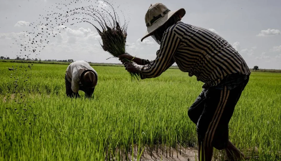 त्योहार से पहले किसानों को बड़ी सौगात, मोदी सरकार ने बढ़ाई 6 फसलों की MSP