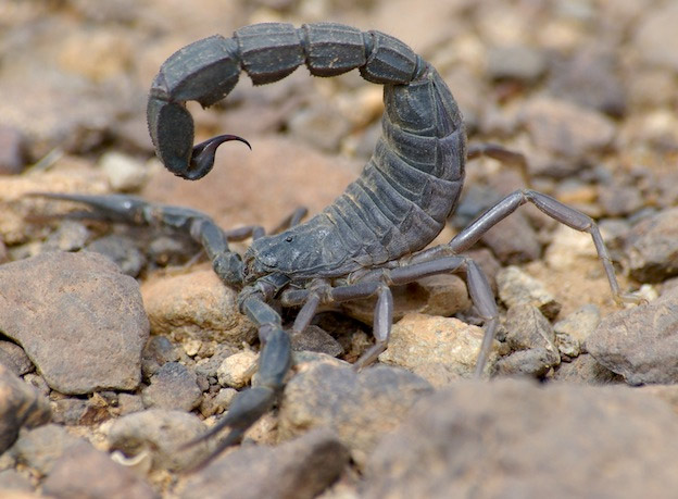 indian red scorpion,indian black scorpion,giant forest scorpion,fattail scorpion,euscorpiops asthenurus,dangerous specious of scorpions,scorpions found in india,scorpions