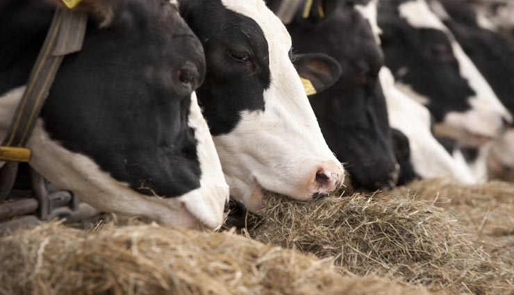 astrology tips,astrology tips in hindi,navgrah,feed to animal