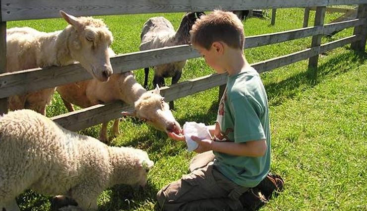 इन जानवरों को भोजन करवाने से मिलेगी समस्याओं से मुक्ति 