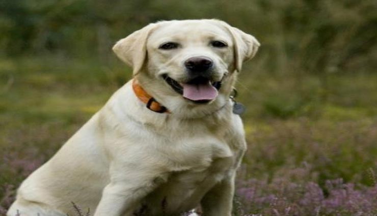 इस फीमेल डॉग की वजह से पकडे गए ब्लाइंड मर्डर के असली मुजरिम, पुलिस का काम किया आसान