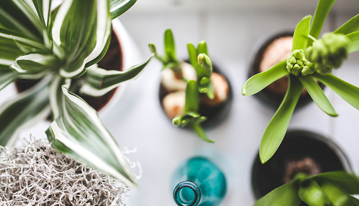 धन प्राप्ति की कामना को पूरा करेंगे ये फेंगशुई टिप्स, जानें और अपने जीवन में अपनाए 