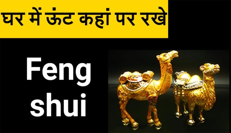 बिजनेस और करियर को संवारने में मदद करेगा फेंगशुई ऊँट, जानें कैसे 